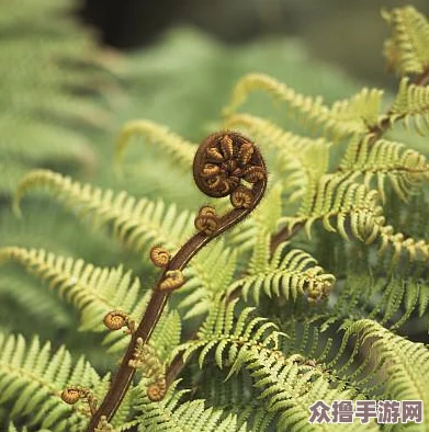 400个一成成品短视频，用户反馈揭示精彩瞬间与创作灵感的完美结合
