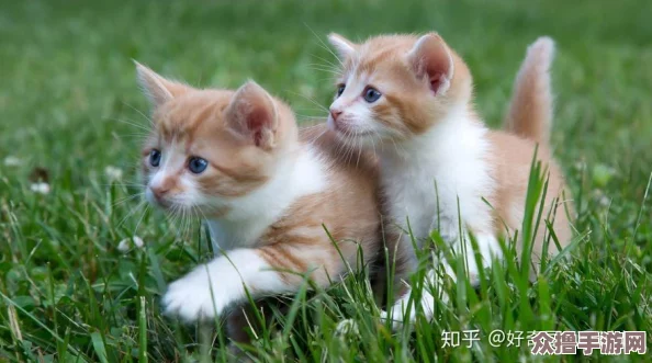 喵星人出动!揭秘猫咪最新永久地域网名是什么,铲屎官们准备好了吗？