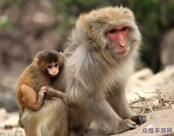 造猴子不盖被子的视频图片，趣味动物行为引发网友热议，萌宠瞬间让人忍俊不禁！