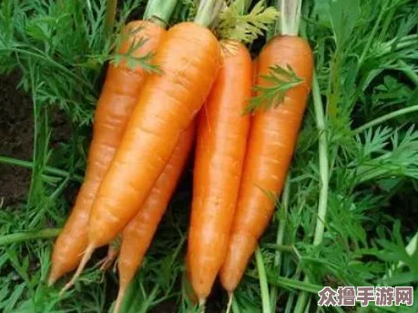 女的用胡萝卜用大头还是小头？哪种更适合减肥瘦身效果好