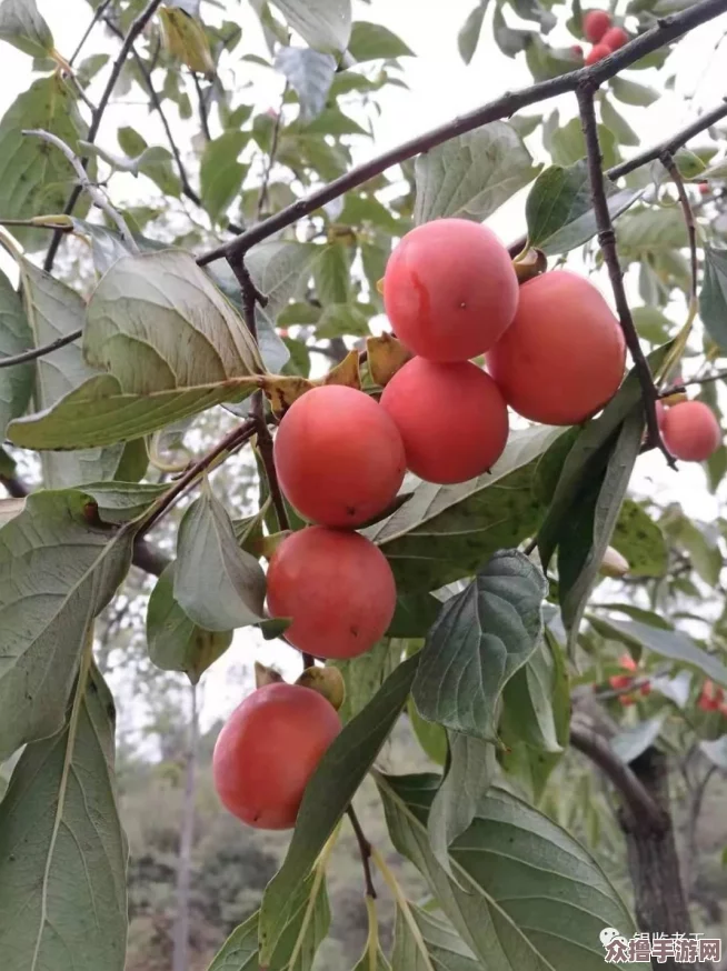 探索《黑神话：悟空》中燃葫芦的珍稀获取途径与详细方法指南