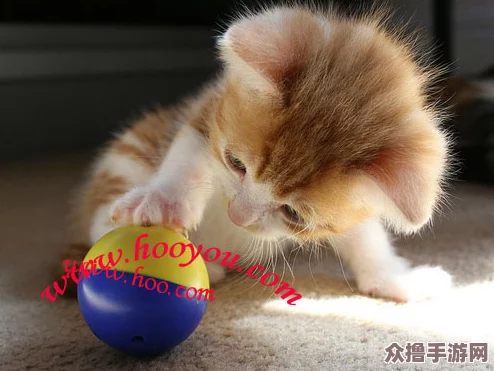 猫咪mav最新地域网名怎么取？2021年热门词大揭秘