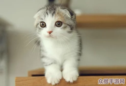 猫咪mav最新地域网名怎么取？2021年热门词大揭秘