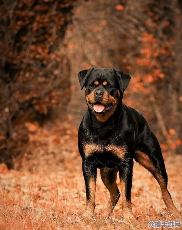 张警犬9分10秒头撞玻璃，勇敢护主展现忠诚精神引发热议