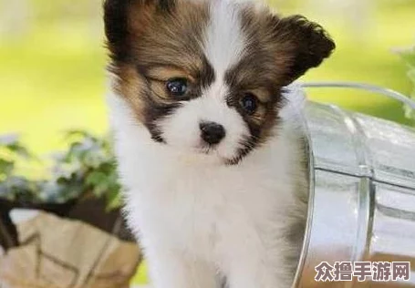 张警犬9分10秒头撞玻璃，勇敢护主展现忠诚精神引发热议