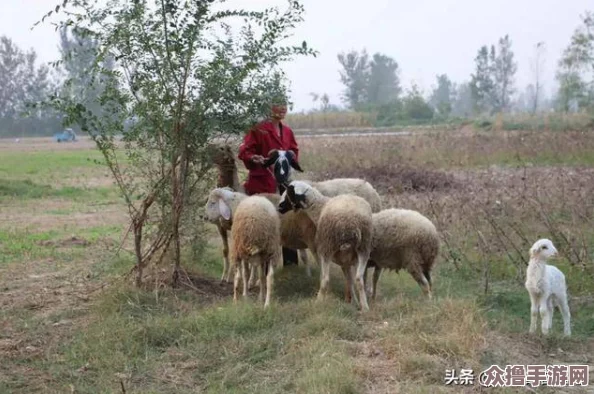 燕姐放羊老人野外视频，感受自然之美与乡村生活的真实瞬间