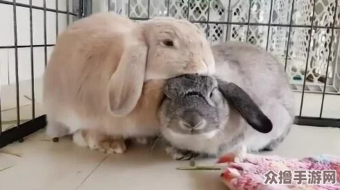 老师你小兔子真可爱，让人忍不住想抱一下