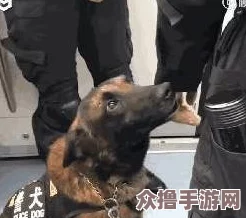 张警犬9分10秒头撞玻璃网盘，展现了勇敢与执着的精神，让人感受到忠诚与责任的力量