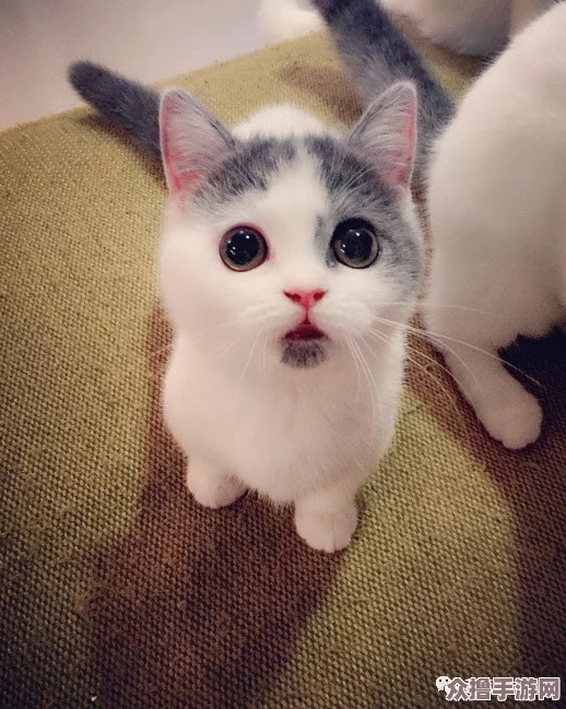 小色猫：网红萌宠，可爱憨态引人喜爱