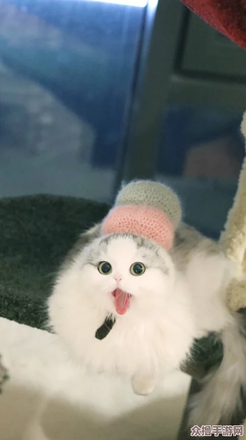 小色猫：网红萌宠，可爱憨态引人喜爱