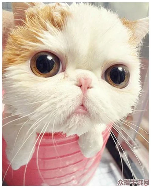 小色猫：网红萌宠，可爱憨态引人喜爱