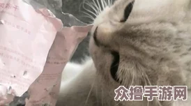 糖心柚子猫甘雨的情人节礼物：甜蜜浪漫与温暖爱的完美结合，感受幸福瞬间