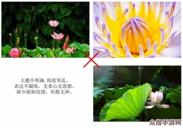 荷花1777. tⅴknow：感受夏日清凉，畅游自然之美与心灵的宁静