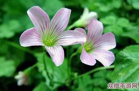 成品人和精品人的区别三叶草：深入探讨个体价值与细节追求的本质差异分析