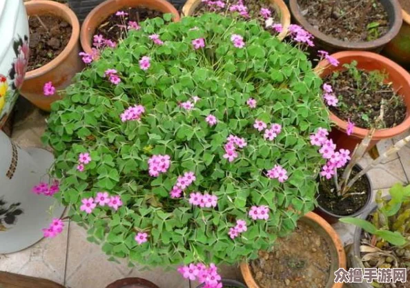 成品人和精品人的区别三叶草：深入探讨个体价值与细节追求的本质差异分析